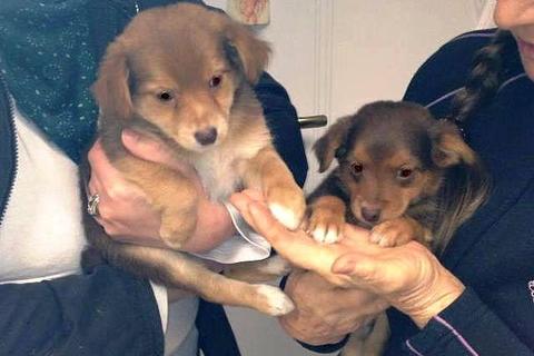 I cucciolini!